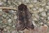 Tholera cespitis